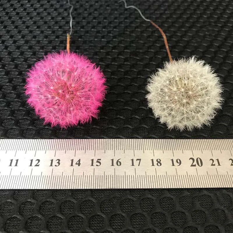 5PCS/3-4CM glavica pravih prirodnih osušenih cvjetnih glavica maslačka, konzerviranih cvjetova maslačka s mirisom, materijal besmrtnog cvijeta