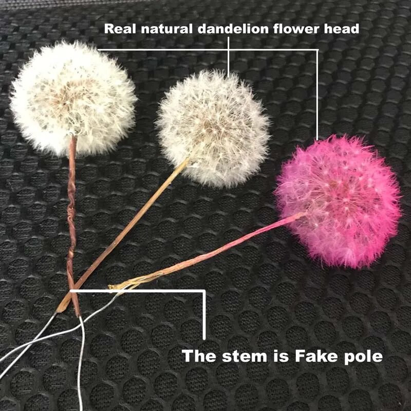 5PCS/3-4CM glavica pravih prirodnih osušenih cvjetnih glavica maslačka, konzerviranih cvjetova maslačka s mirisom, materijal besmrtnog cvijeta