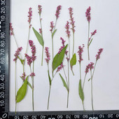 5-8CM/24 TK päris naturaalsest kuivatatud taimest pressitud polügonumoksad, kuiva rohupressi polügonum hüdropiiber käsitöövaigust ehete jaoks