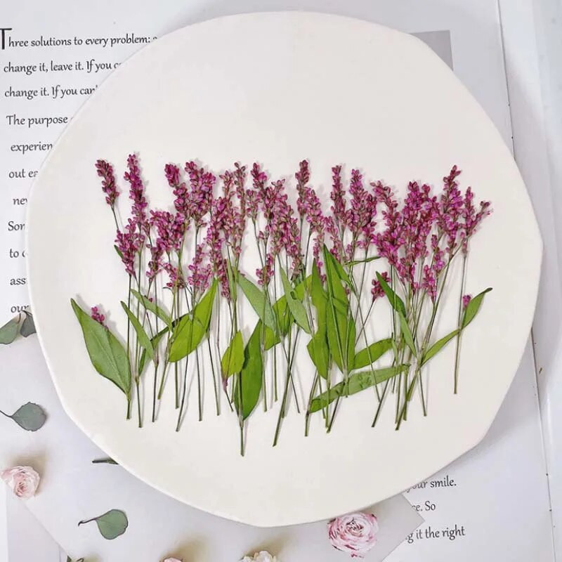 5-8CM/24 TK päris naturaalsest kuivatatud taimest pressitud polügonumoksad, kuiva rohupressi polügonum hüdropiiber käsitöövaigust ehete jaoks