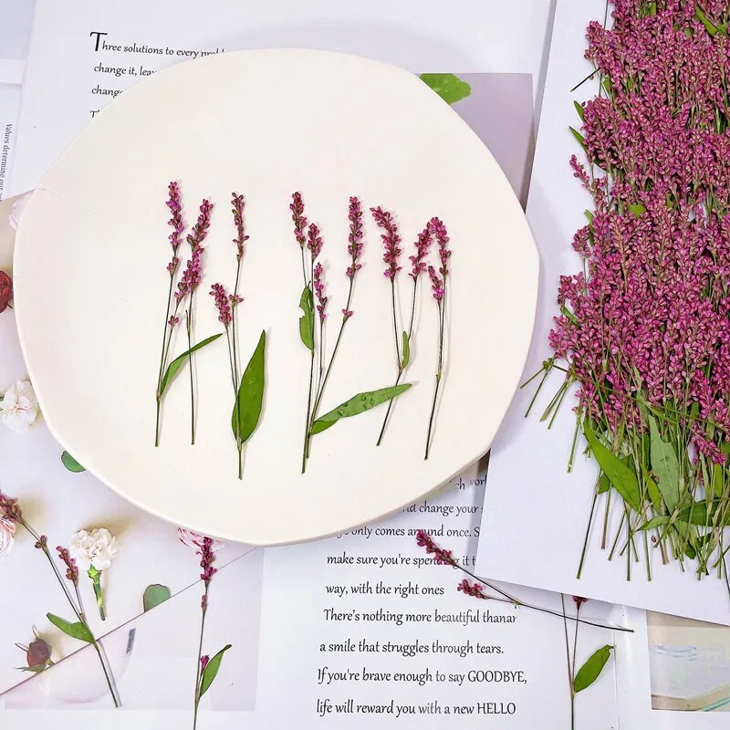 5-8CM/24 TK päris naturaalsest kuivatatud taimest pressitud polügonumoksad, kuiva rohupressi polügonum hüdropiiber käsitöövaigust ehete jaoks