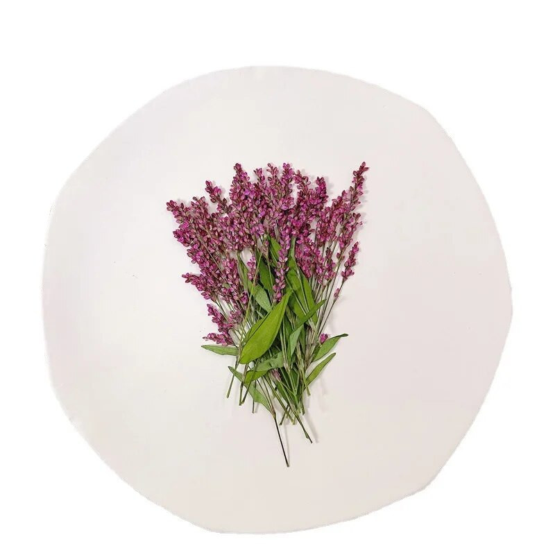 5-8CM/24 TK päris naturaalsest kuivatatud taimest pressitud polügonumoksad, kuiva rohupressi polügonum hüdropiiber käsitöövaigust ehete jaoks