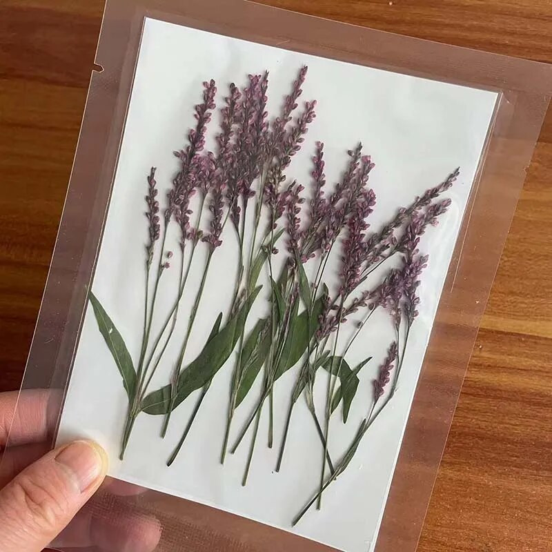 5-8CM/24 TK päris naturaalsest kuivatatud taimest pressitud polügonumoksad, kuiva rohupressi polügonum hüdropiiber käsitöövaigust ehete jaoks