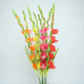 8 glava Iris gladiola Duga grana Umjetno svileno cvijeće za kućnu dekoraciju radne površine Lažno cvijeće za zabavu i vjenčanje