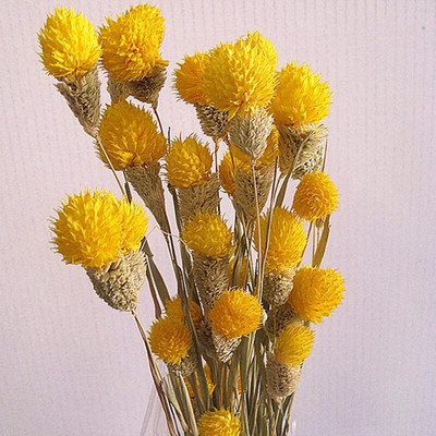 10db Dry Flower Nature Valódi száraz bogyós virágok Barkácsolás virágos nyúlfű növény esküvői csokorhoz Otthoni buli dekoráció