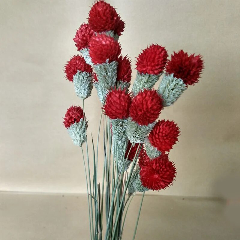 10db Dry Flower Nature Valódi száraz bogyós virágok Barkácsolás virágos nyúlfű növény esküvői csokorhoz Otthoni buli dekoráció