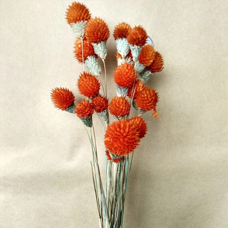 10db Dry Flower Nature Valódi száraz bogyós virágok Barkácsolás virágos nyúlfű növény esküvői csokorhoz Otthoni buli dekoráció
