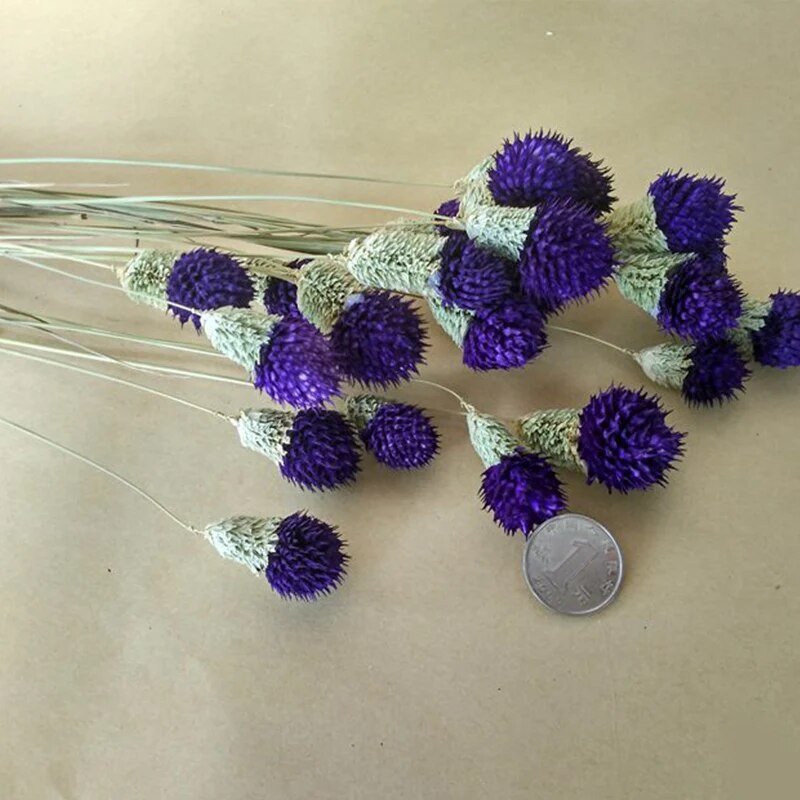 10db Dry Flower Nature Valódi száraz bogyós virágok Barkácsolás virágos nyúlfű növény esküvői csokorhoz Otthoni buli dekoráció