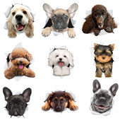 Three Ratels 1057 Jaukas 3D dzīvnieku uzlīmes Lauvas suns Dživa Rotaļu suns PVC mājsaimniecības dekorēšana sienas uzlīmes tualetes uzlīmes