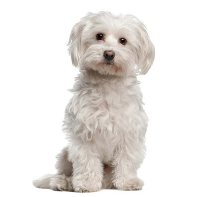 Three Ratels 1057 Jaukas 3D dzīvnieku uzlīmes Lauvas suns Dživa Rotaļu suns PVC mājsaimniecības dekorēšana sienas uzlīmes tualetes uzlīmes