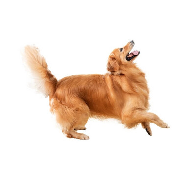 Three Ratels 1057 Jaukas 3D dzīvnieku uzlīmes Lauvas suns Dživa Rotaļu suns PVC mājsaimniecības dekorēšana sienas uzlīmes tualetes uzlīmes