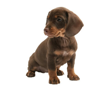 Three Ratels 1057 Jaukas 3D dzīvnieku uzlīmes Lauvas suns Dživa Rotaļu suns PVC mājsaimniecības dekorēšana sienas uzlīmes tualetes uzlīmes