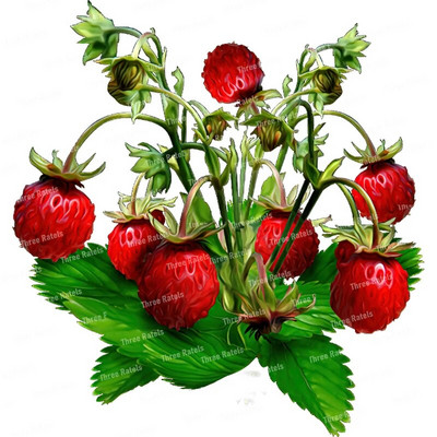 Three Ratels CO23 Bright zemeņu karikatūra augļu uzlīme virtuves ledusskapja dekoratīvā tualetes uzlīme