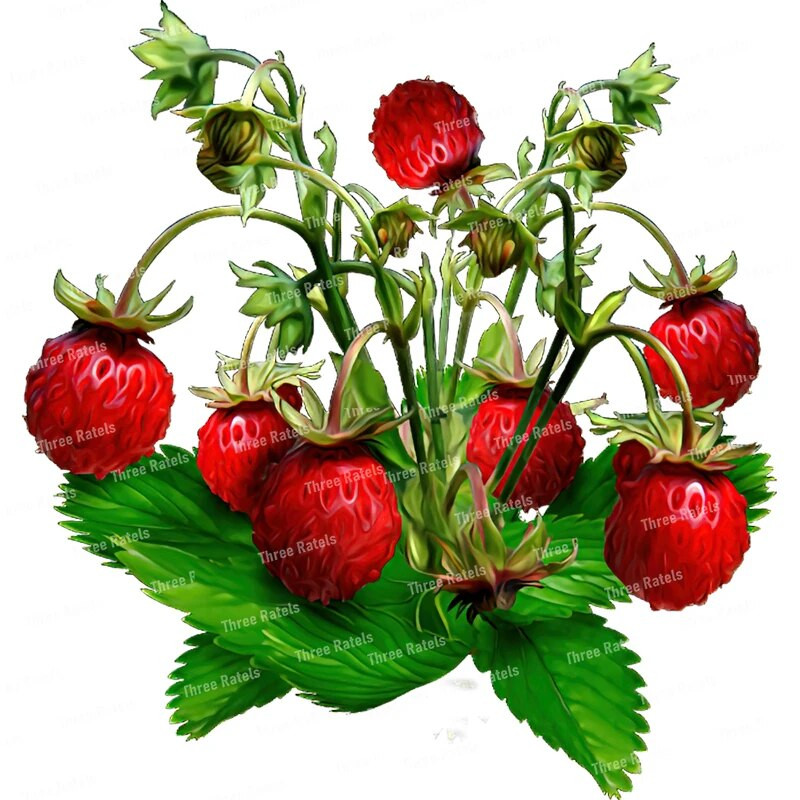 Three Ratels CO23 Bright zemeņu karikatūra augļu uzlīme virtuves ledusskapja dekoratīvā tualetes uzlīme