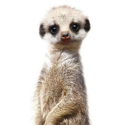 Three Ratels QCF36 Mielas triušiukas, juokingas gyvūnas, lipdukas vaikų kambario dekoravimas šaldytuvo tualeto lipdukai