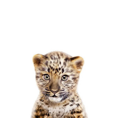 Three Ratels QCF36 Mielas triušiukas, juokingas gyvūnas, lipdukas vaikų kambario dekoravimas šaldytuvo tualeto lipdukai