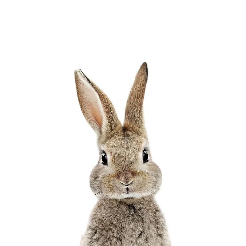 Three Ratels QCF36 Mielas triušiukas, juokingas gyvūnas, lipdukas vaikų kambario dekoravimas šaldytuvo tualeto lipdukai