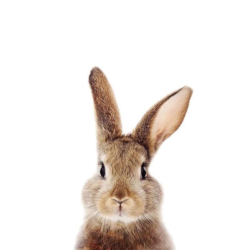 Three Ratels QCF36 Mielas triušiukas, juokingas gyvūnas, lipdukas vaikų kambario dekoravimas šaldytuvo tualeto lipdukai