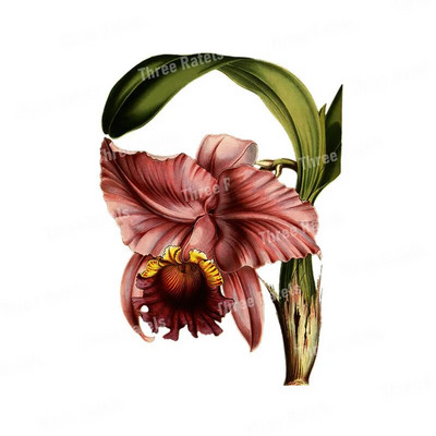 Three Ratels QCF114 Izsmalcināti skaisti ziedi istabas dekorēšanai sienas uzlīmes tualetes uzlīme