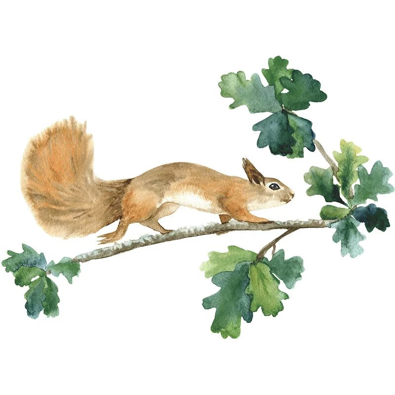 Karikatūra Meža vāvere Sienas Uzlīmes Radošas Tapetes Vāc kastaņus Bērnu istabas Bērnu istabas Klases Dekoratīvās Uzlīmes