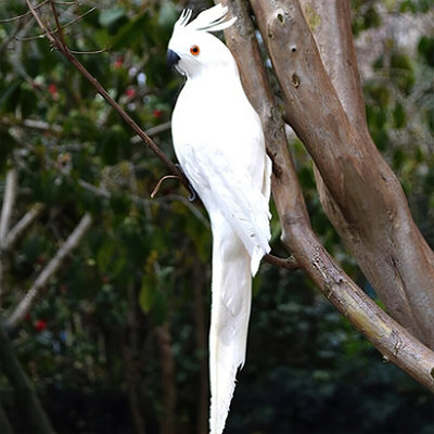 35 cm/25 cm ar rokām darināta simulācija papagailis radoša spalva zāliena figūriņa ornaments dzīvnieks putns dārzs putnu rekvizīts miniatūra
