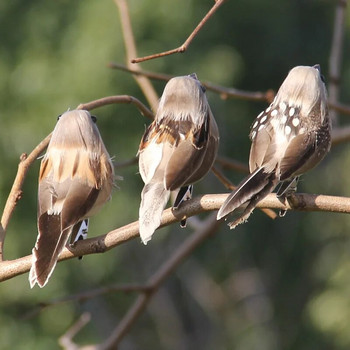 4PCS Изкуствени птици от пера от пяна Vividly Sparrow Garden Emulation Decoration Xmas Tree Robin Home Outdoor Garden Ornaments