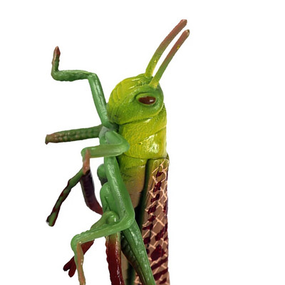 Siseņu dzīvnieku modeļi, bērni, kukaiņu rotaļlieta, izziņas, smieklīgi sienāzis, plastmasas modeļi āra rotaļlietas