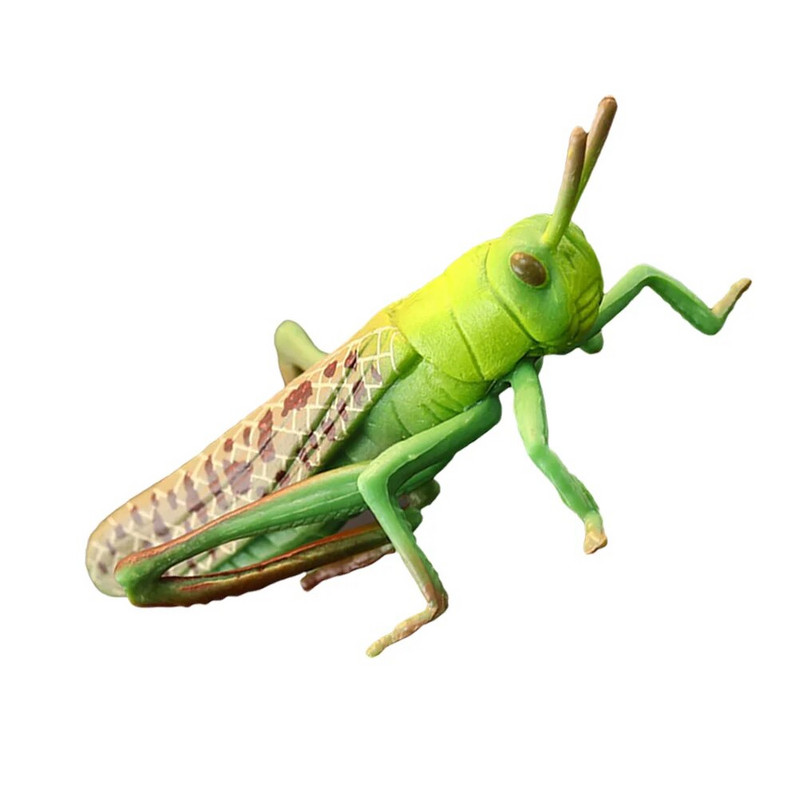 Siseņu dzīvnieku modeļi, bērni, kukaiņu rotaļlieta, izziņas, smieklīgi sienāzis, plastmasas modeļi āra rotaļlietas