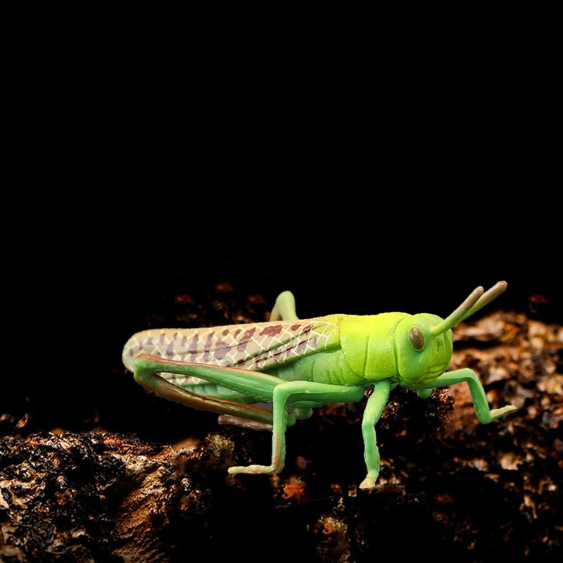 Siseņu dzīvnieku modeļi, bērni, kukaiņu rotaļlieta, izziņas, smieklīgi sienāzis, plastmasas modeļi āra rotaļlietas