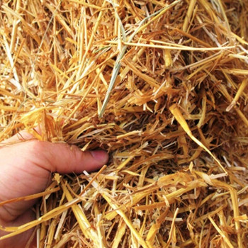 100 бр. 20 см пшенични сламки за еднократна употреба Екологични естествени пшенични сламки за пиене Екологични сламки за прибори за напитки Бар аксесоар