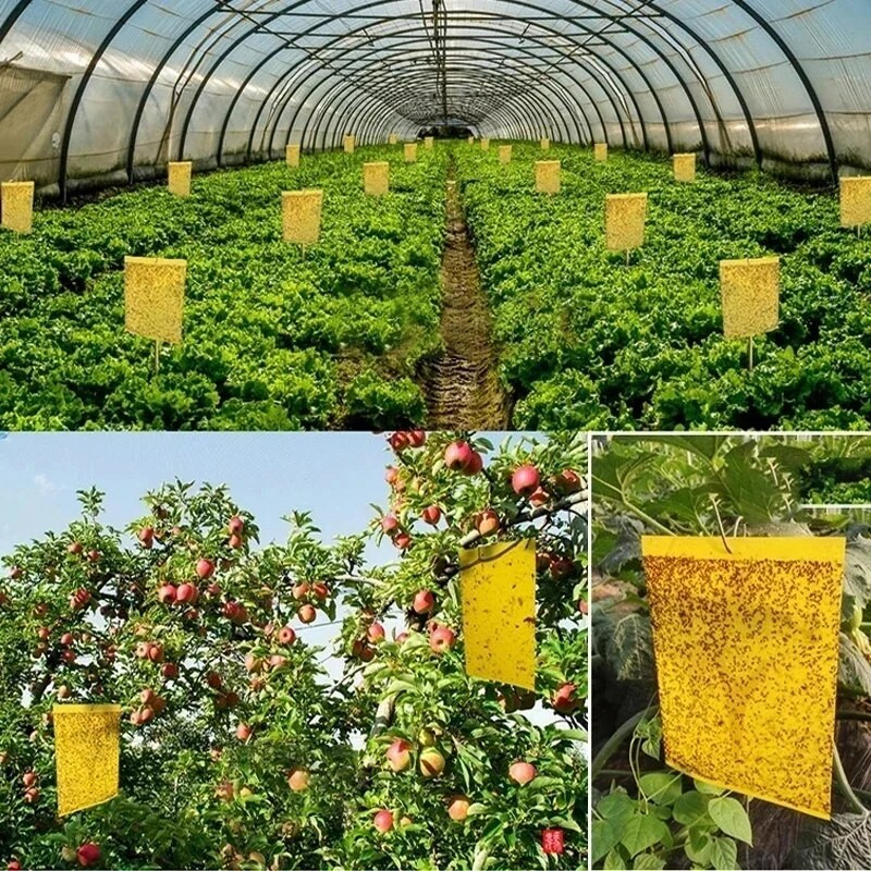 5/10/20/50 vnt Geltona šiltnamio efektą sukelianti lipni spąstai vabzdžiai Lipni lenta Daugybė skraidančių vabzdžių gaudymo kontrolės lipdukas dvipusis