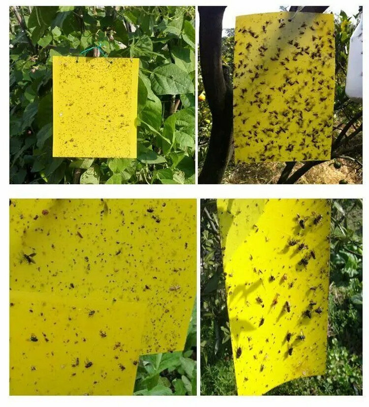 10kom Žuto ljepljivo ljepilo Papirna zamka za insekte Hvatač Ljeto Ubijte muhe Lisne uši Puno osa Štetočine ubojice Kontrola štetočina Kućni vrtni pribor