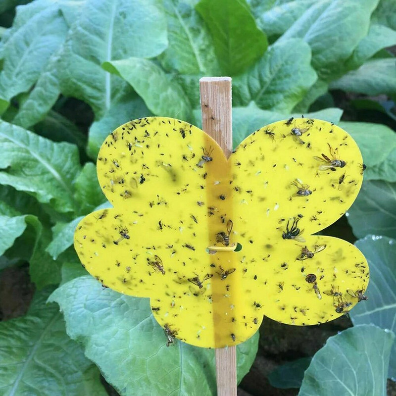 10kom Žuto ljepljivo ljepilo Papirna zamka za insekte Hvatač Ljeto Ubijte muhe Lisne uši Puno osa Štetočine ubojice Kontrola štetočina Kućni vrtni pribor