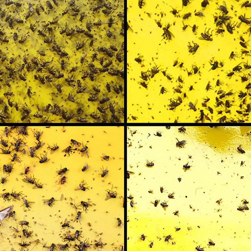 10 KOM Snažne zamke za muhe Žuta ljepljiva ploča, dvostrana hvataljka, lisne uši, insekti, ubojice štetočina, vanjska zamka za muhe, isporuka