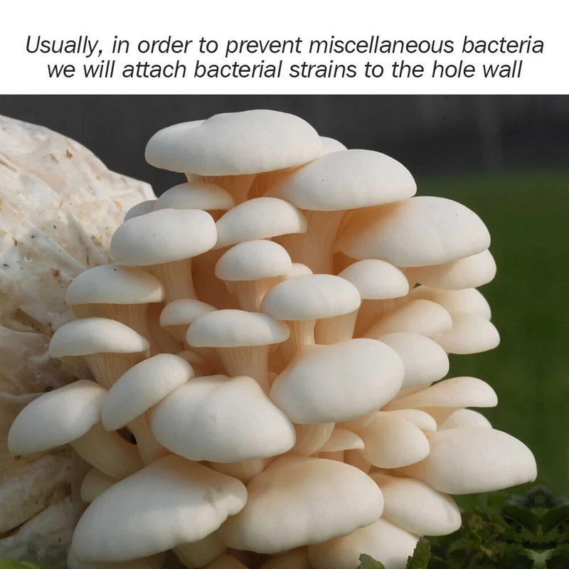 13 15 cm Stick de inoculare pentru ciuperci autoclavabile Ferma ciuperci comestibile Baghetă de pumn pentru cultivarea ciupercilor pentru semănat de grădină de rasă de ciuperci