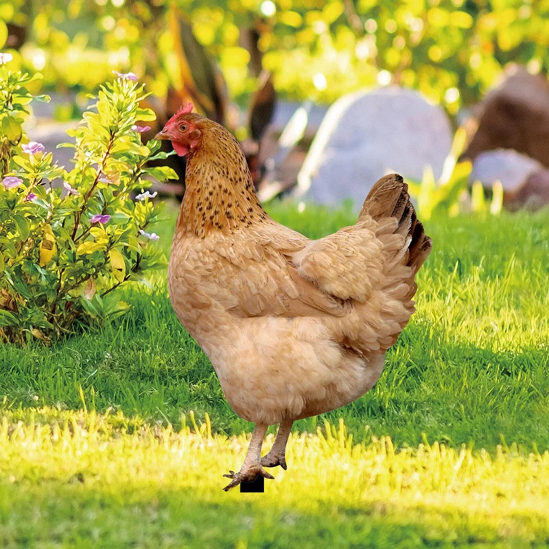 Simulare Statuie Animală Acrilic Păsări Găină Fermă Sculptură Grădină Statui Curte Inserare țăruși de pui Decorare în aer liber