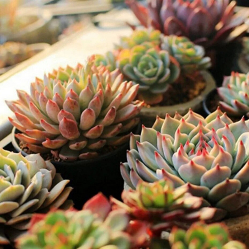 LED kasvuvalgusti siseruumides lisavalgustid taimekasvatusvalgustid kasvuhoone fütovalgustid, punased ja sinised hüdropoonilised kasvuvalgustid