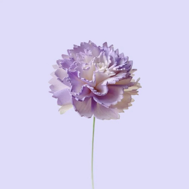 10 vnt Violetinių gvazdikų gėlių rotango lazdelės be ugnies kvepalų nendrių difuzoriaus lazdelės pasidaryk pats papuošalai namų dekoravimui