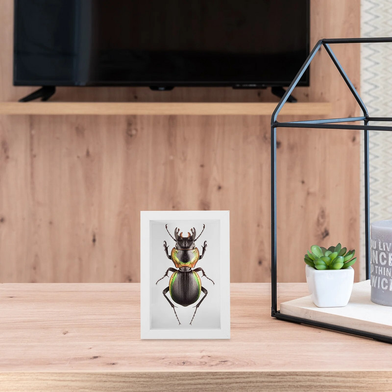 Retro ajándékok rovarvitrin tárolódoboz mintakeret kijelző fehér pillangók árnyék