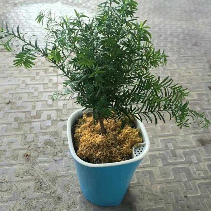 Automatikus önöntöző virágnövények cserepes öntözés Kertészet virágcserepek