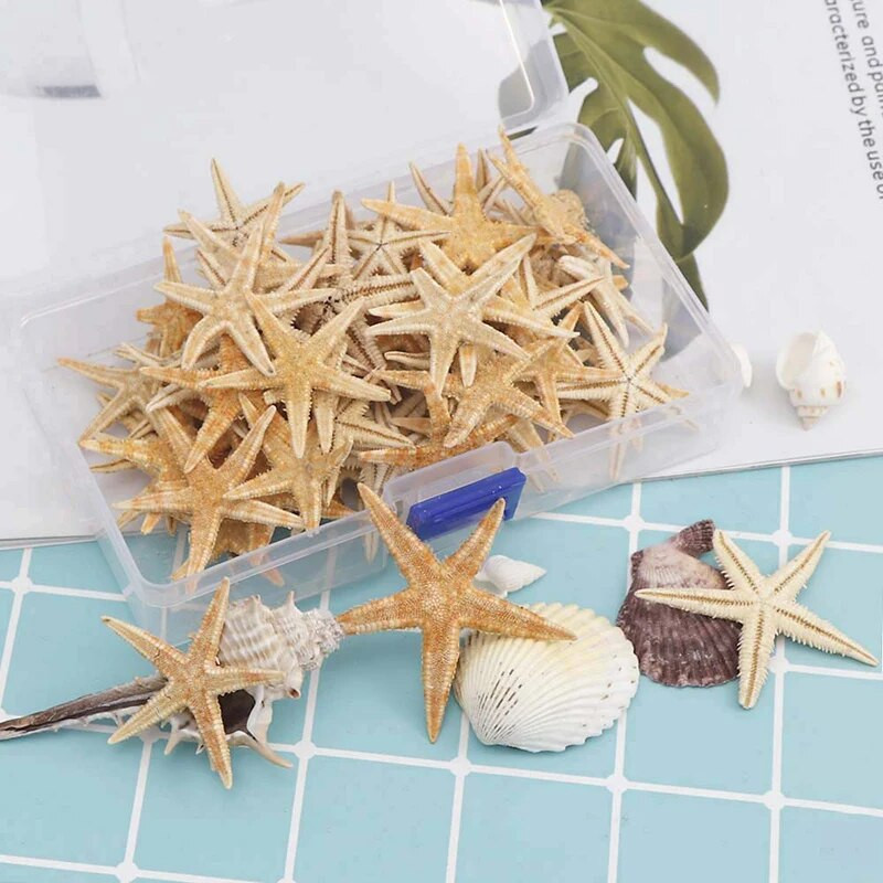 Boxed Natural Starfish Natuurlijke Zeester Seashell Beach Craft Natuurlijke Zee Sterren Diy Strand Bruiloft Decoratie Ambachten