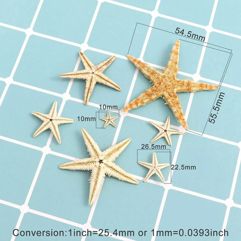Boxed Natural Starfish Natuurlijke Zeester Seashell Beach Craft Natuurlijke Zee Sterren Diy Strand Bruiloft Decoratie Ambachten