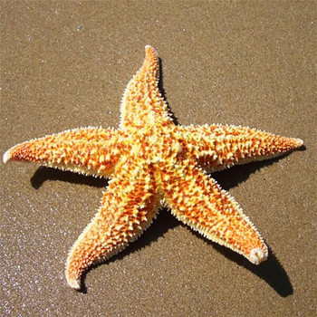 2 τμχ Αποξηραμένα ψάρια αστεριών Sea Star Beach Craft Wedding Party Διακόσμηση σπιτιού Δώρο αστερίας estrellas de mar estrela do mar star fish