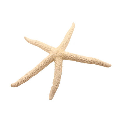 Prirodna 5-12 cm 10-12 cm Bijeli prst Morska zvijezda More Elegantna kućna frizura Uređenje vjenčanja i zanatski projekt
