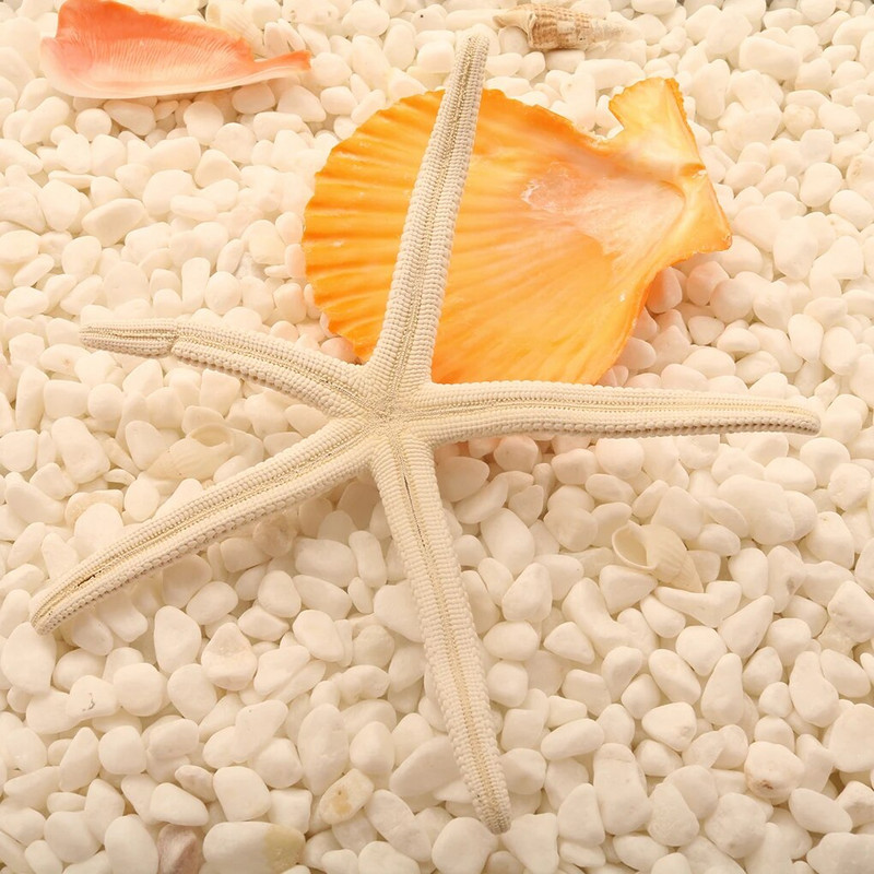 Prirodna 5-12 cm 10-12 cm Bijeli prst Morska zvijezda More Elegantna kućna frizura Uređenje vjenčanja i zanatski projekt