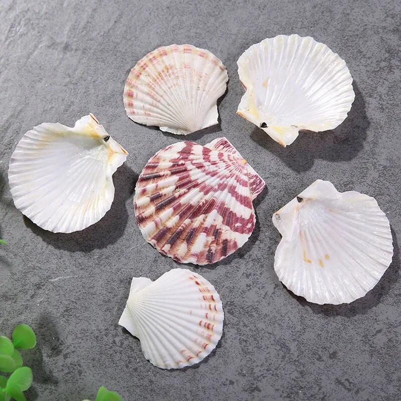 10db/tétel Virág Fésűkagyló természetes színű minta tengeri tengeri hal táj dekoráció mediterrán stílusú lakberendezés
