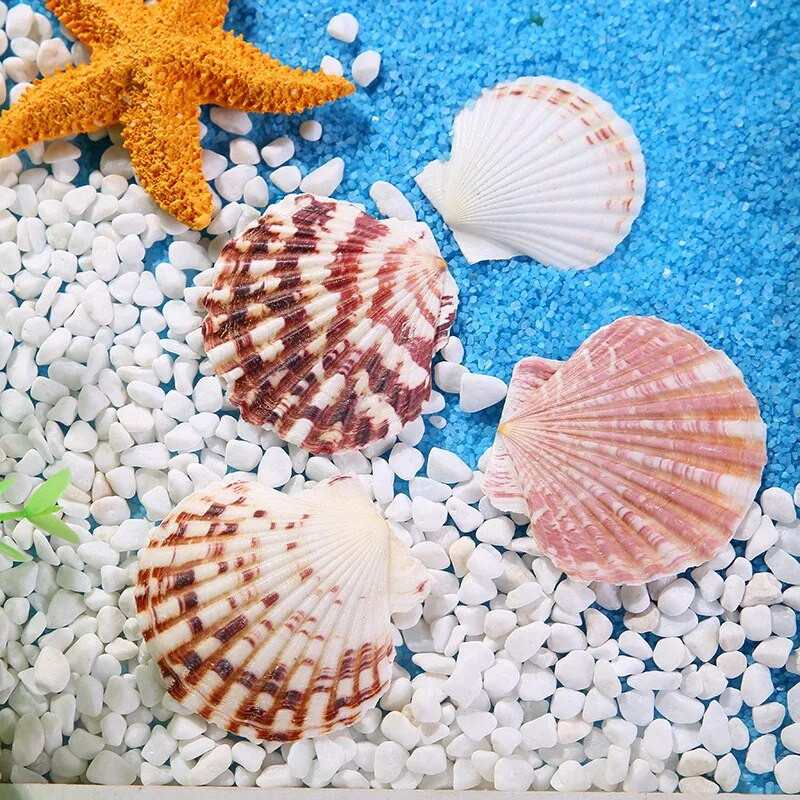 10db/tétel Virág Fésűkagyló természetes színű minta tengeri tengeri hal táj dekoráció mediterrán stílusú lakberendezés