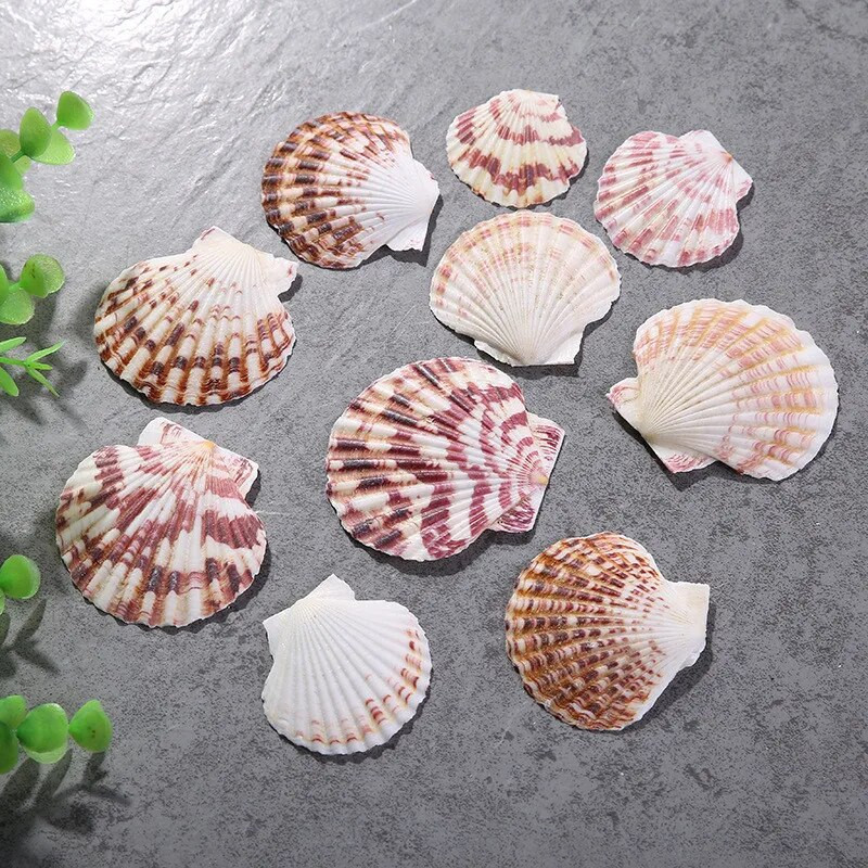 10db/tétel Virág Fésűkagyló természetes színű minta tengeri tengeri hal táj dekoráció mediterrán stílusú lakberendezés