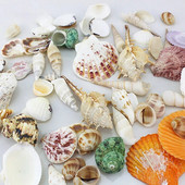 Natural Mini Conch Mediteraneeană 1 Bag Interesant Colorat Mixt Reale Mici Cochilii Acvariu Ornamente Nautice