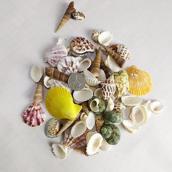 Φυσικό Mini Conch Mediterranean 1 Bag Interesting Color Mixed Real Small Sea Shells Aquarium Nautical Decorment